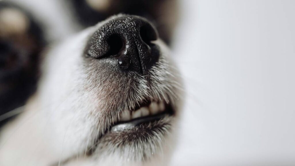 Por qué los perros huelen tus partes íntimas