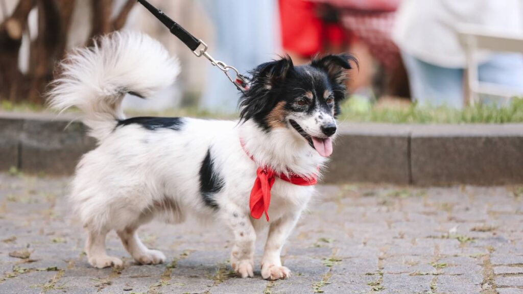 ¿Qué significa la cinta roja en los perros?