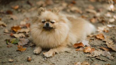 Perro que sobrevivió a los incendios en California se reencuentra con su dueño