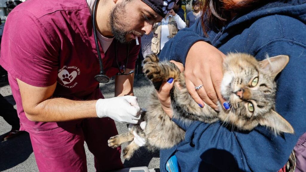 Costos de esterilizaciones para perros y gatos en la UNAM