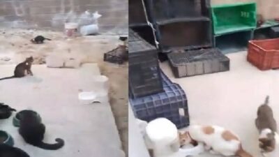 Gatos rescatados en Puebla