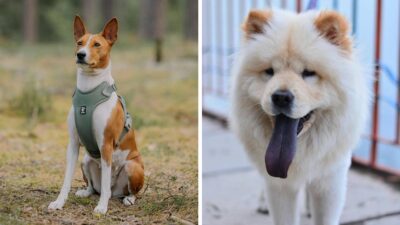 Las razas de perros más raras del mundo