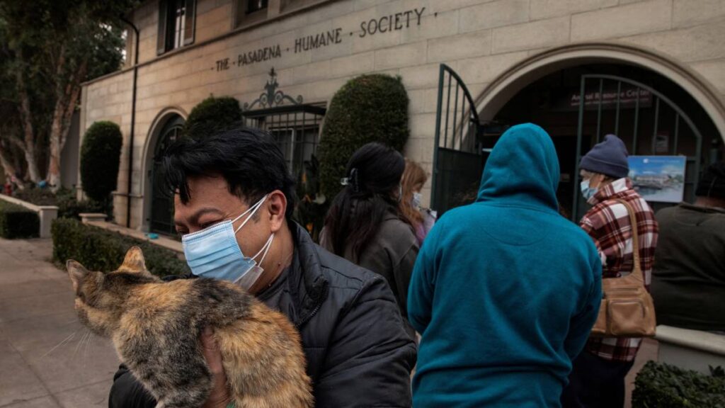 Animales, las otras víctimas de los incendios en Los Ángeles, California