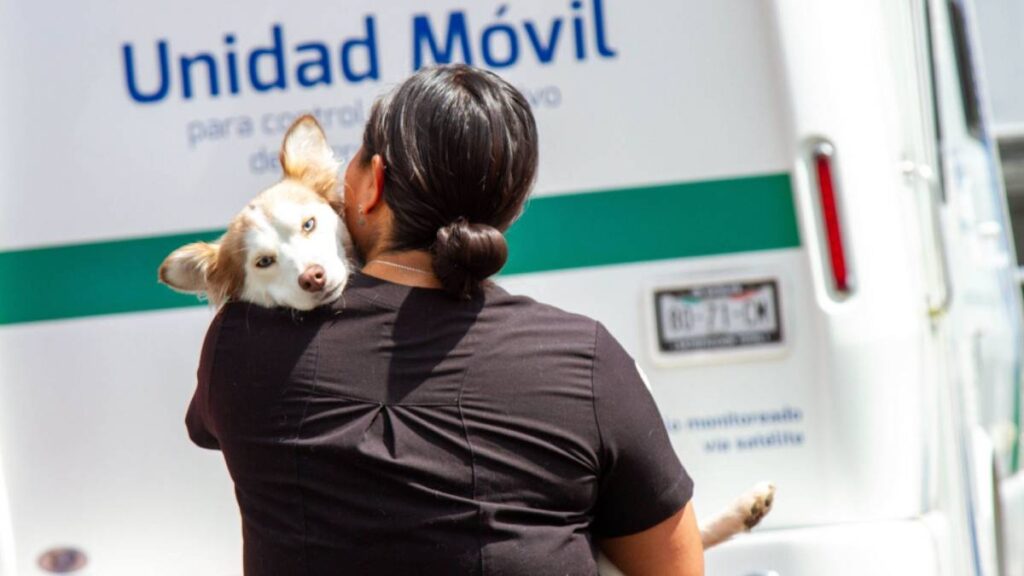 Costos de esterilizaciones para perros y gatos en la UNAM