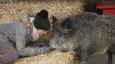 Jabalí adoptada puede quedarse con su dueña en Francia, después de amenazas de retirarla e incluso sacrificarla