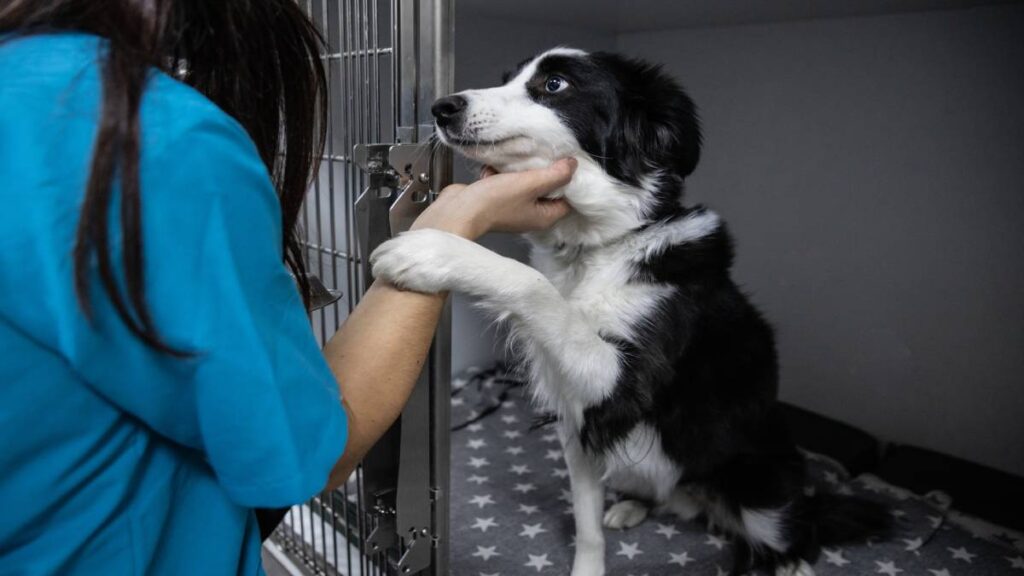 Jornada de adopción de mascotas: ve cómo adoptar a un amigo peludo