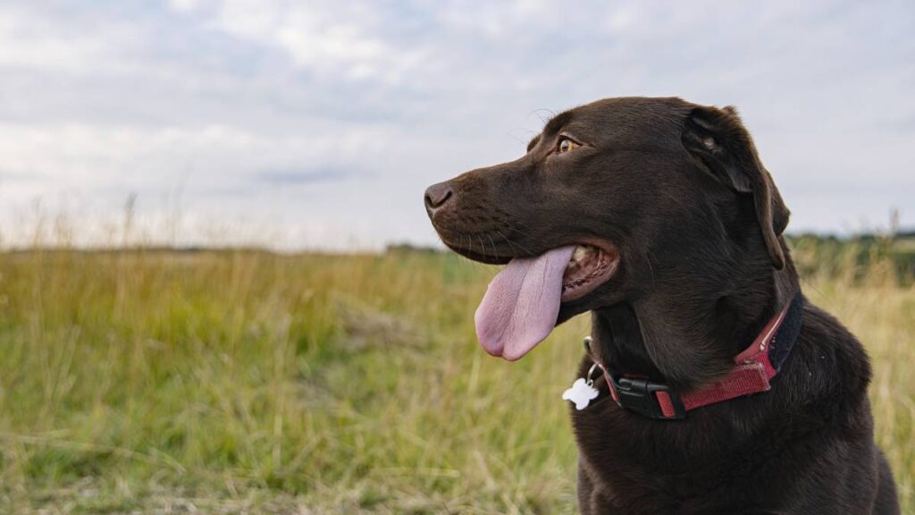 Procesionaria, la plaga que lo podría dejar sin lengua a tu perro