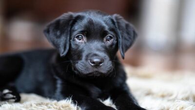 Leo el “Perrotecario”: conoce a este lomito que roba corazones en una biblioteca de Colombia