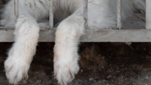 Crueldad grabada: captan a extranjero agrediendo con ácido a perritos en Oaxaca