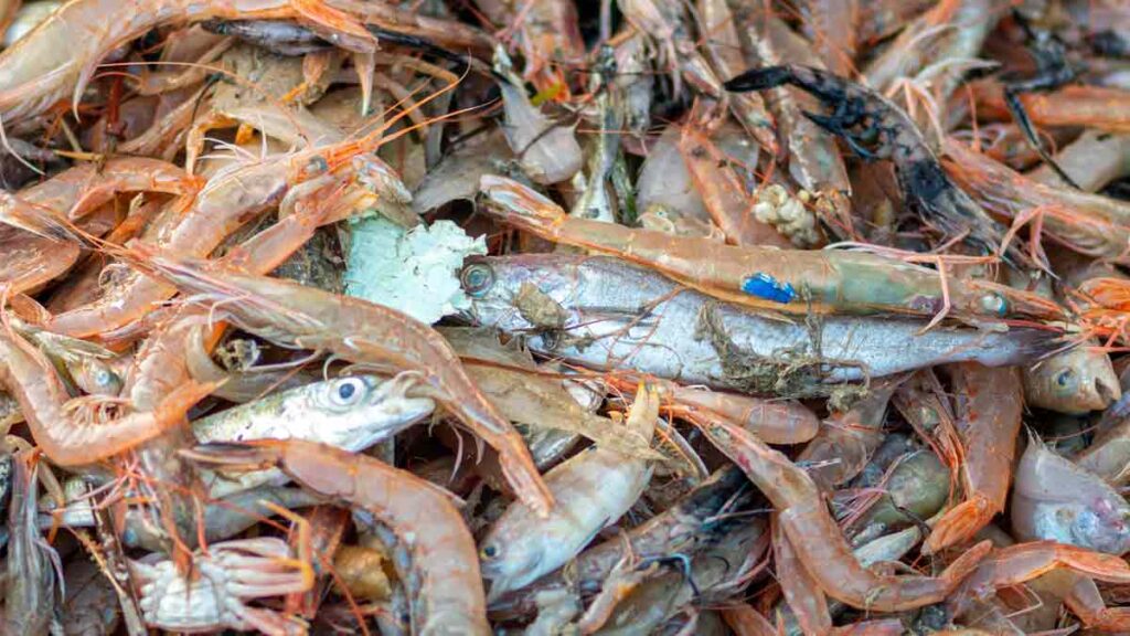 microplásticos mariscos