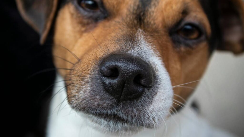 Por qué los perros huelen tus partes íntimas