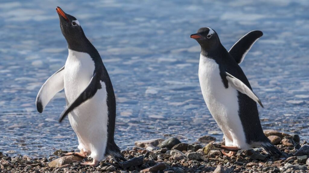 Día Mundial de Concienciación por los Pingüinos 2025