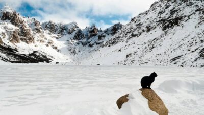 Científicos quieren llevarse un gato a la Antártida; ve para qué