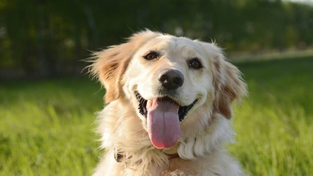 Perrito recauda más de 400 mil dólares para los animales afectados por los incendios en California