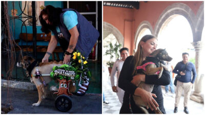 "Leyenda I" y "Tomate I", los perritos mestizos del carnaval de Mérida