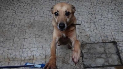 Denunciaron maltrato animal a un perro en Cancún.