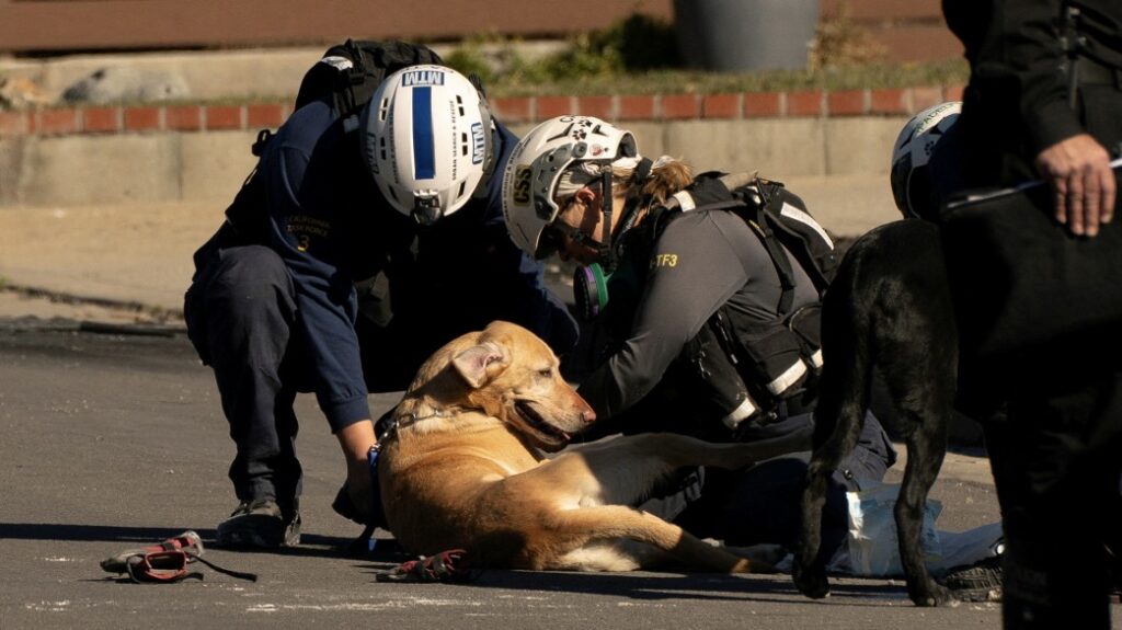 Perro Rescatado