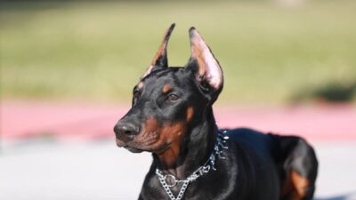 Perro salva la vida de un adulto mayor con sus ladridos