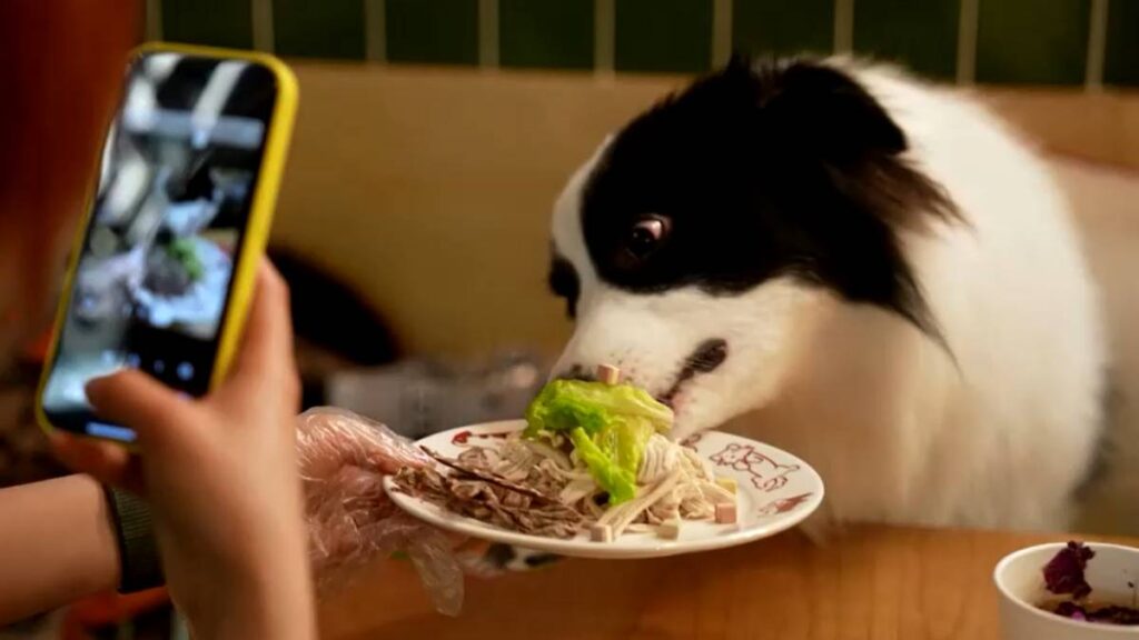 Perros en Shanghái disfrutan de un menú delicioso por la fiesta del Año Nuevo Lunar