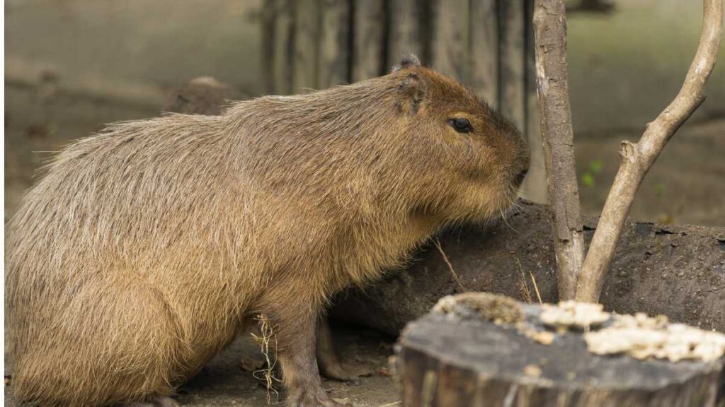 ¿Por qué los peluches y juguetes de capibara son tan pedidos este Día de Reyes?