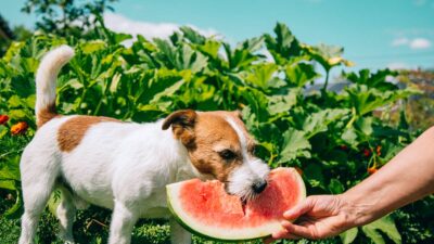 ¿Qué es la alimentación holística para perros?