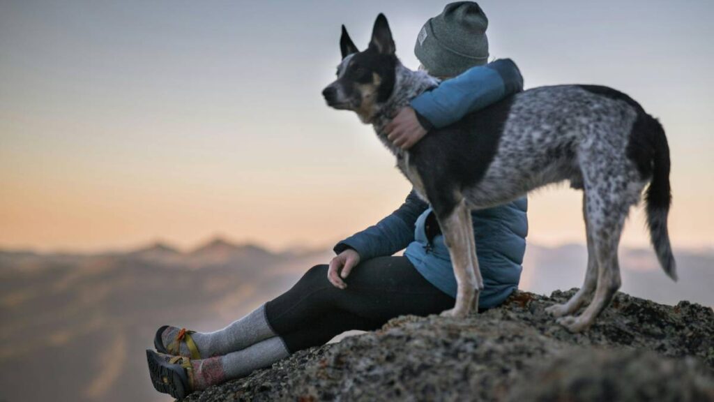 Ventajas y desventajas de tener un perro