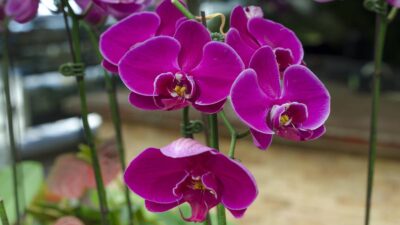 Truco casero para que las orquídeas florezcan de forma sencilla y económica