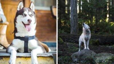 ¿Cómo se domesticaron los perros? Teoría dice que fue por comida