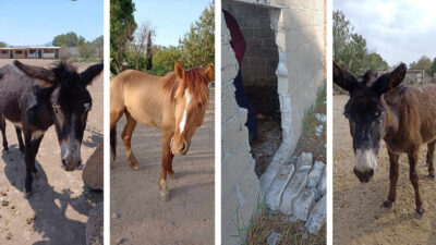 Roban caballos y burritos de Burrolandia.