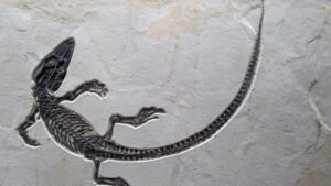 Hallan en Brasil fósil de vertebrado carnívoro de más de 200 millones de años