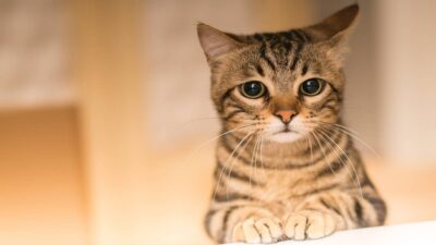 Gatos hogareños se pueden sentir solos; evítalo con estos consejos de expertos