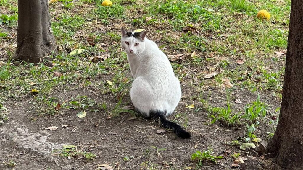 La presencia de gatos en los reclusorios se ha convertido en un apoyo para las Personas Privadas de su Libertad en los reclusorios de la CDMX.