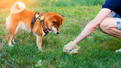 Tipos de heces en los perros y su significado