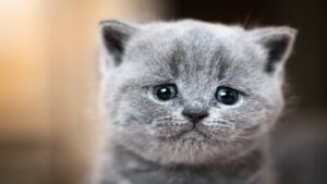 Indignación en Xichú, Guanajuato: atan fuegos artificiales a gatos durante rodeo