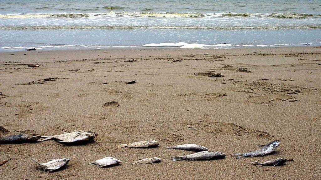 Autoridades de Nayarit alertan por la presencia de marea roja.