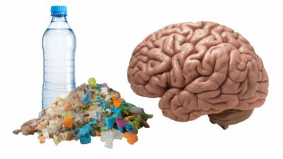 Microplasticos Cerebro