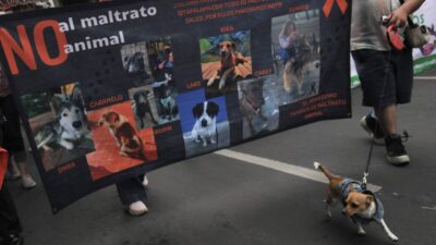 Fiscalía recibe de 5 a 6 denuncias diarias por maltrato animal en Campeche