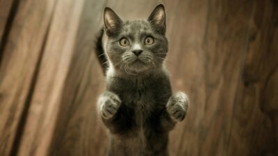 truco ganarte la confianza de un gato