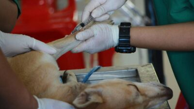 Veterinario simula una cirugía; 2 perritos lo asisten y un peluche es el paciente