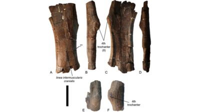 Hueso Del Muslo Del Nuevo Dinosaurio Uriash Kadici Journal Of Systematic Palaeontology