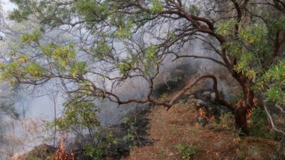 La Conafor informa que el incendio en Tepoztlán, Morelos, tiene un 40% de control. Más de 200 brigadistas trabajan en la zona.