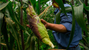 De autosuficiente a dependiente: México produce solo 49% del maíz que necesita