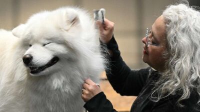 Humanos suelen malinterpretar las emociones de las mascotas