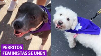 Perritos Feministas