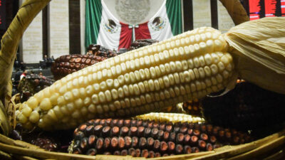 Expertos y científicos hablan del maíz transgénico en México