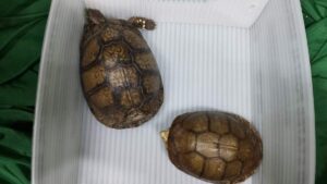 Asegura Profepa dos ejemplares de tortuga mexicana en el AICM