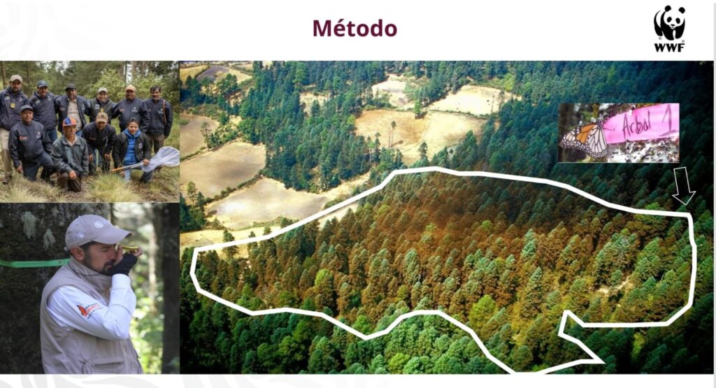 La ocupación de la mariposa Monarca se duplicó en la Reserva de la Biósfera de Michoacán y Estado de México.