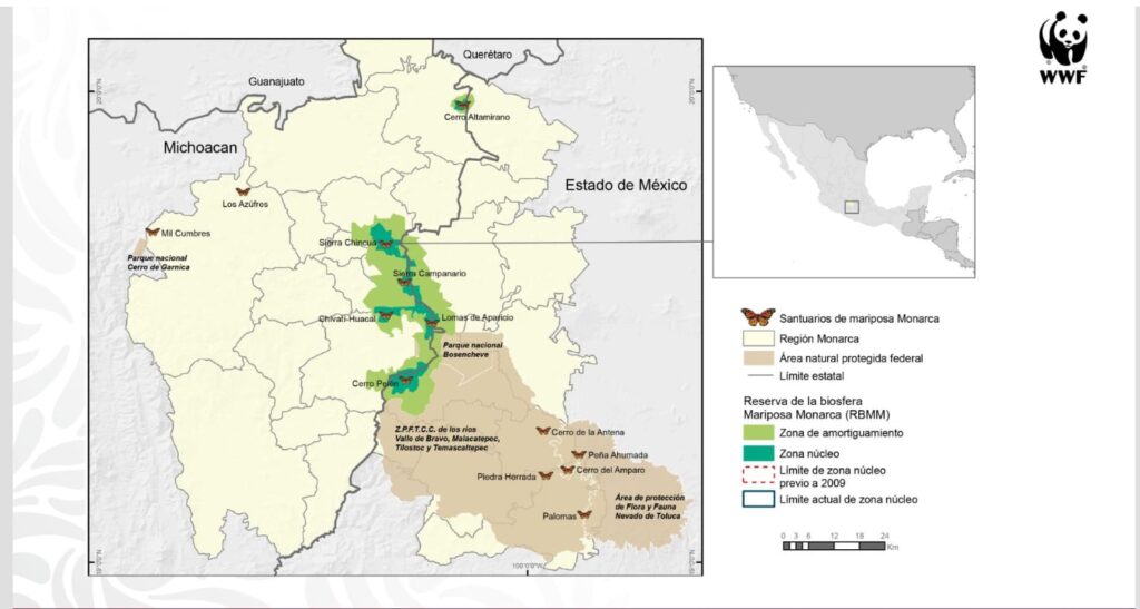 La ocupación de la mariposa Monarca se duplicó en la Reserva de la Biósfera de Michoacán y Estado de México.
