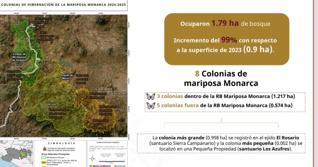 La ocupación de la mariposa Monarca se duplicó en la Reserva de la Biósfera de Michoacán y Estado de México.