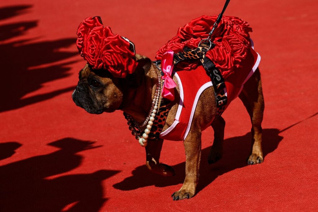 Bulldog de rojo